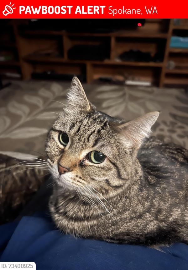 Lost Female Cat last seen Pittsburg and 38th Ave., Spokane, WA 99203