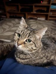 Lost Female Cat last seen Pittsburg and 38th Ave., Spokane, WA 99203