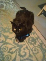 Lost Female Cat last seen Near th., Cleveland, OH 44111