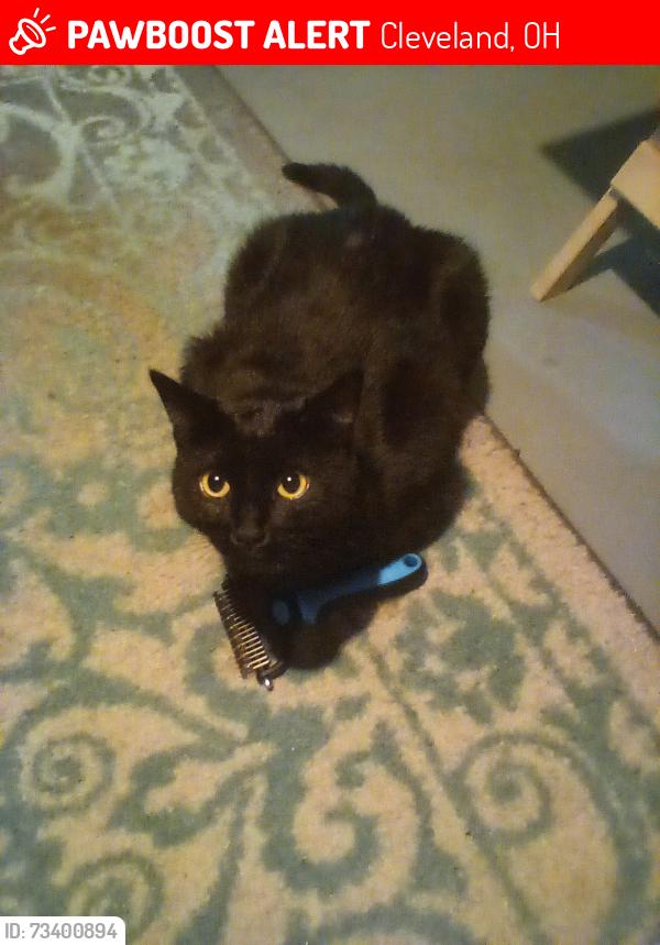 Lost Female Cat last seen Near th., Cleveland, OH 44111