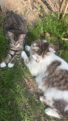 Lost Female Cat last seen Colerain burgess street, Columbus, OH 43207