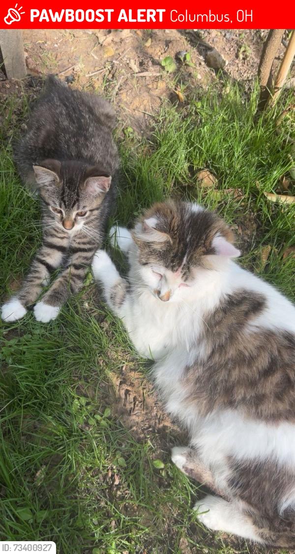 Lost Female Cat last seen Colerain burgess street, Columbus, OH 43207