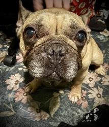 Reunited Male Dog last seen Near tinsberry drive, South Chesterfield, VA 23834