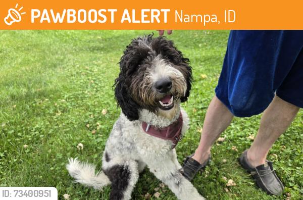 Found/Stray Female Dog last seen Greenhurst and Chicago, Nampa, ID 83686