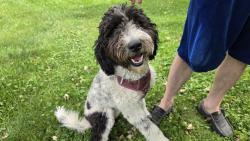 Found/Stray Female Dog last seen Greenhurst and Chicago, Nampa, ID 83686
