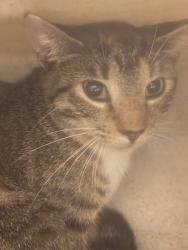 Shelter Stray Female Cat last seen , 232 Eslinger Way, Sanford, FL 32773, USA
