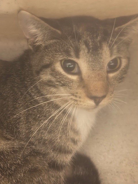 Shelter Stray Female Cat last seen , 232 Eslinger Way, Sanford, FL 32773, USA