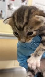 Shelter Stray Female Cat last seen , 232 Eslinger Way, Sanford, FL 32773, USA