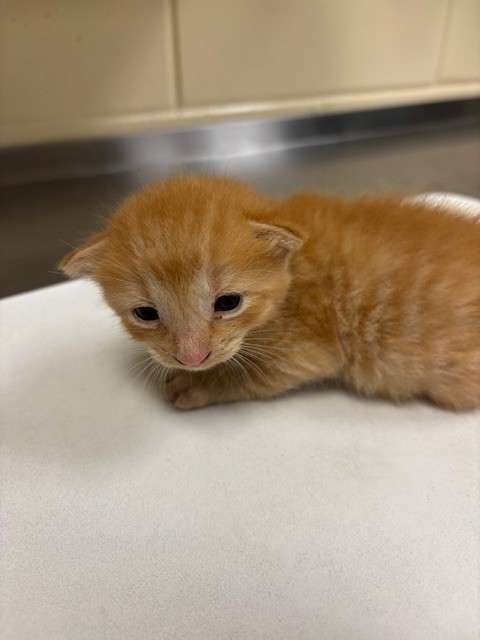 Shelter Stray Male Cat last seen , 232 Eslinger Way, Sanford, FL 32773, USA