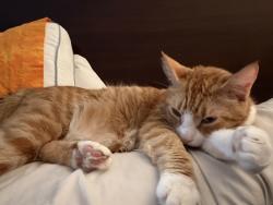 Found/Stray Female Cat last seen Tezel rd and Mainland rd, San Antonio, TX 78250