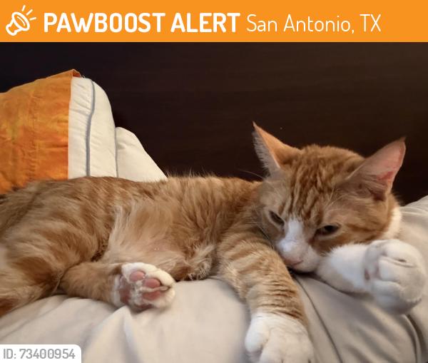 Found/Stray Female Cat last seen Tezel rd and Mainland rd, San Antonio, TX 78250