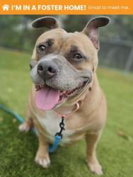 Shelter Stray Female Dog last seen Near N Duncan St, 21231, MD, 2490 Giles Rd, Baltimore, MD 21225, USA