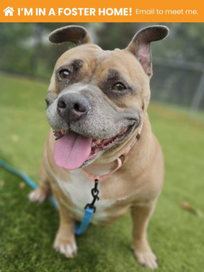 Shelter Stray Female Dog last seen Near N Duncan St, 21231, MD, 2490 Giles Rd, Baltimore, MD 21225, USA