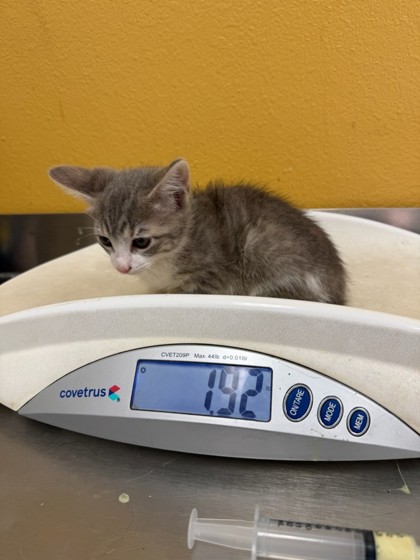 Shelter Stray Female Cat last seen Near Tierra DR, 75149, TX, 1650 Gross Rd, Mesquite, TX 75149, USA