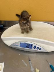 Shelter Stray Female Cat last seen Near Tierra DR, 75149, TX, 1650 Gross Rd, Mesquite, TX 75149, USA