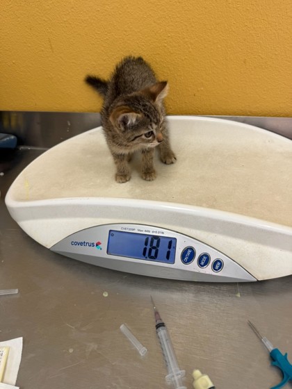 Shelter Stray Female Cat last seen Near Tierra DR, 75149, TX, 1650 Gross Rd, Mesquite, TX 75149, USA