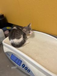 Shelter Stray Female Cat last seen Near Tierra DR, 75149, TX, 1650 Gross Rd, Mesquite, TX 75149, USA
