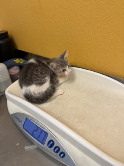 Shelter Stray Female Cat last seen Near Tierra DR, 75149, TX, 1650 Gross Rd, Mesquite, TX 75149, USA