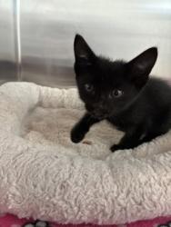 Shelter Stray Female Cat last seen Near Bales Ave, 64132, MO, 7077 Elmwood Ave, Kansas City, MO 64132, USA