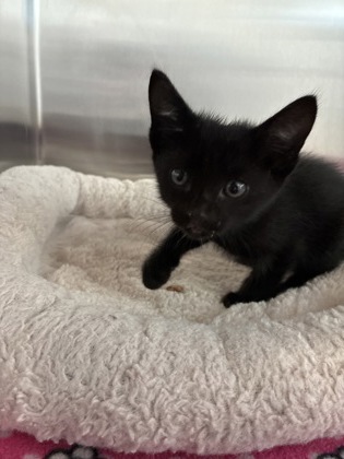 Shelter Stray Female Cat last seen Near Bales Ave, 64132, MO, 7077 Elmwood Ave, Kansas City, MO 64132, USA
