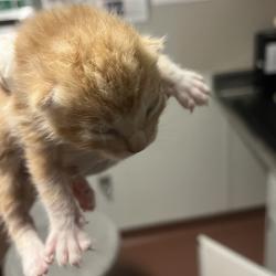 Shelter Stray Male Cat last seen Near Pardee Drive, OAKLAND, CA, 94601, 8323 Baldwin St, Oakland, CA 94621, USA