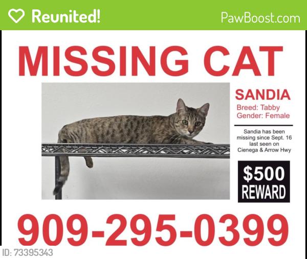 Reunited Female Cat last seen Arrow Hwy & Cienega Ave, San Dimas, CA 91773