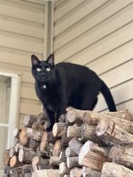 Lost Male Cat last seen John Brown Rd, Jackson, TN 38301