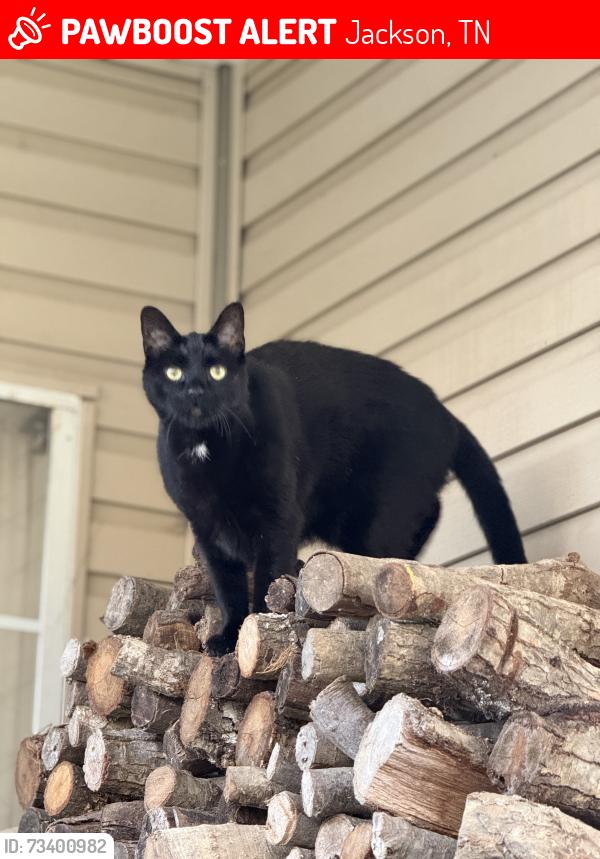 Lost Male Cat last seen John Brown Rd, Jackson, TN 38301