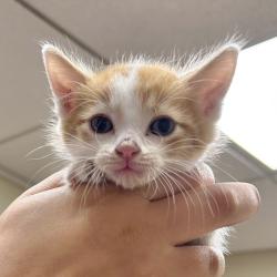 Shelter Stray Male Cat last seen Near Wright Brothers Ave, LIVERMORE, CA, 94551, 4651 Gleason Dr, Dublin, CA 94568, USA