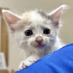 Shelter Stray Unknown Cat last seen Near Wright Brothers Ave, LIVERMORE, CA, 94551, 4651 Gleason Dr, Dublin, CA 94568, USA