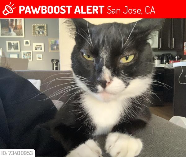 Lost Male Cat last seen Hamilton and Leigh, San Jose, CA 95150