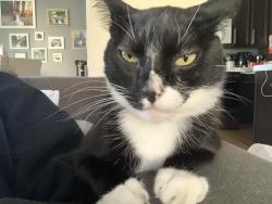 Lost Male Cat last seen Hamilton and Leigh, San Jose, CA 95150