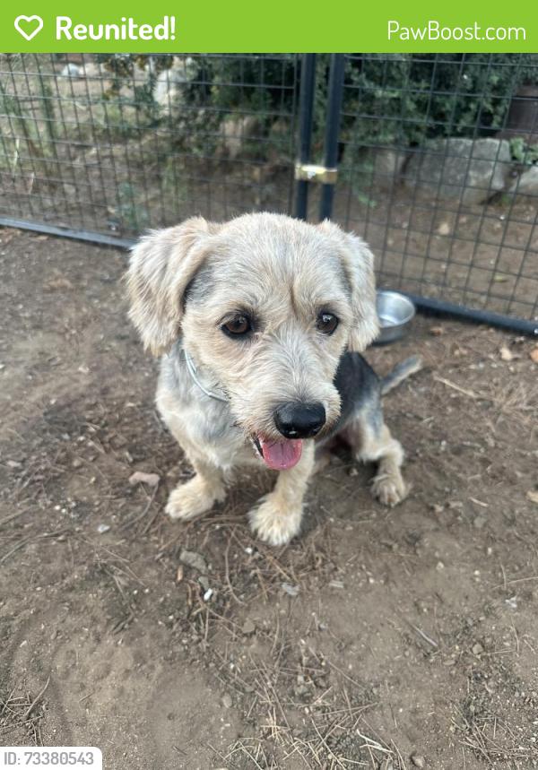 Reunited Male Dog last seen Gilman and Brinton, Banning, CA 92220