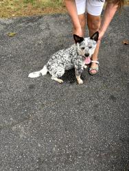 Found/Stray Female Dog last seen Fruitland and Sugar St, Hendersonville, NC 28792