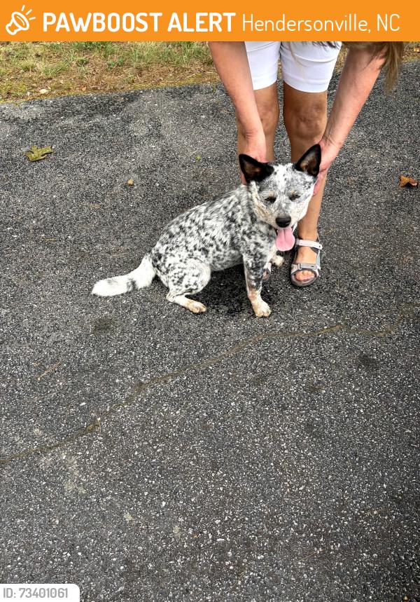 Found/Stray Female Dog last seen Fruitland and Sugar St, Hendersonville, NC 28792