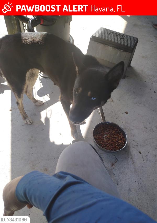 Lost Female Dog last seen Ames barineau rd Havana fl, Havana, FL 32333