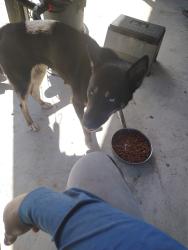 Lost Female Dog last seen Ames barineau rd Havana fl, Havana, FL 32333