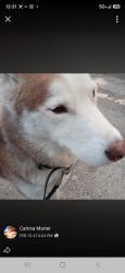 Lost Male Dog last seen N. BEACH ST. Basswood blvd, Fort Worth, TX 76137