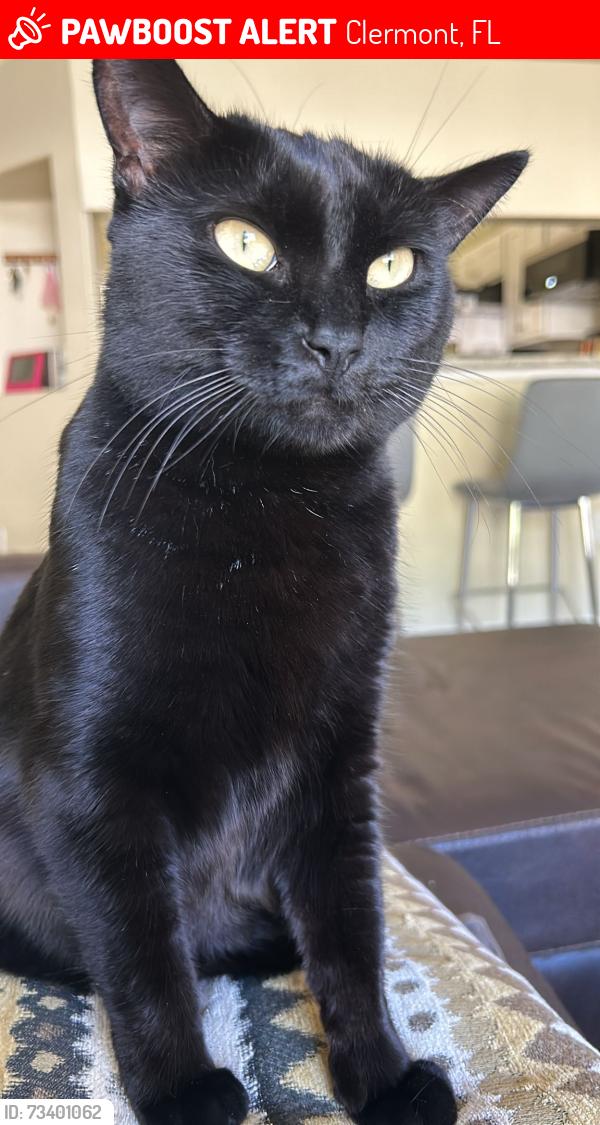 Lost Female Cat last seen Close Pine Ridge Elementary School, Clermont, FL 34711