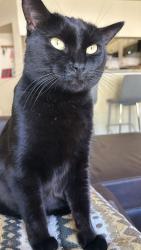 Lost Female Cat last seen Close Pine Ridge Elementary School, Clermont, FL 34711