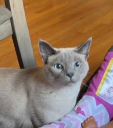 Reunited Male Cat last seen 98th and Oklahoma, Milwaukee, WI 53227