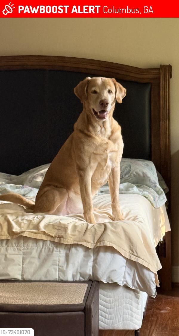 Lost Male Dog last seen Peach tree and Crest Dr, Columbus, GA 31906