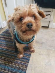Lost Male Dog last seen Mesa Verde cndmniums, Castro Valley, CA 94546