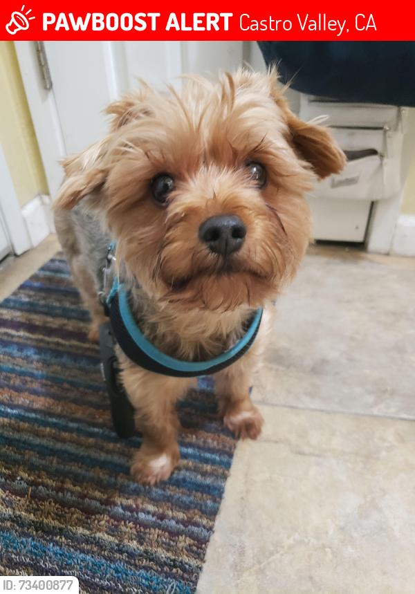 Lost Male Dog last seen Mesa Verde cndmniums, Castro Valley, CA 94546