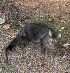 Found/Stray Unknown Cat last seen South Church Street/Vereran’s Pkwy, Murfreesboro, TN 37128