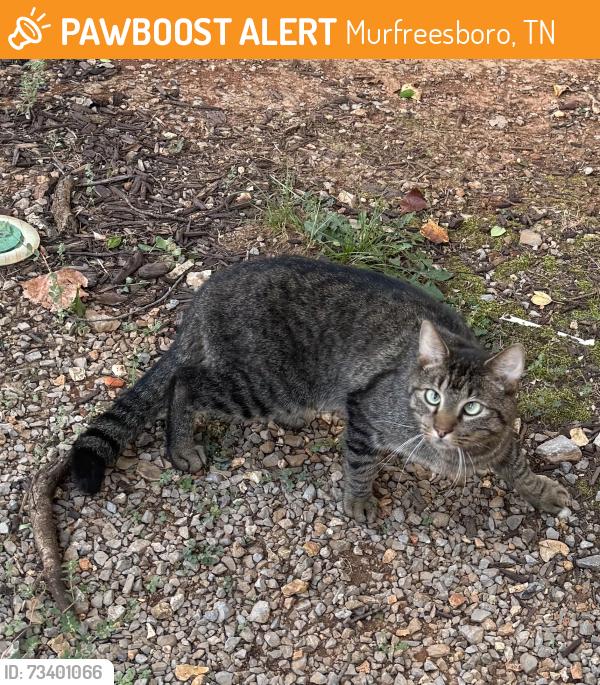 Found/Stray Unknown Cat last seen South Church Street/Vereran’s Pkwy, Murfreesboro, TN 37128