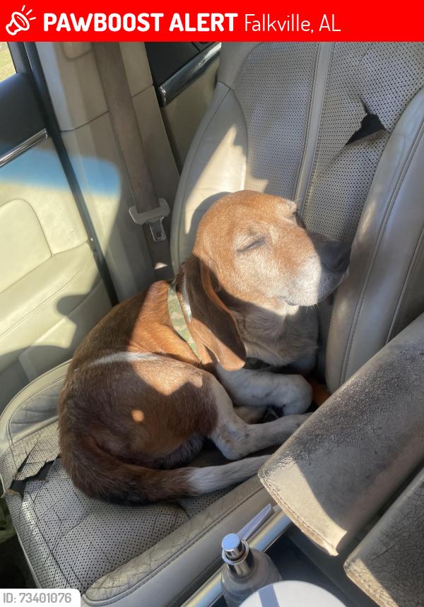 Lost Male Dog last seen Hogan road and Days Gap Road, Falkville, AL 35622
