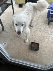 Found/Stray Male Dog last seen Firestone parkway, San Antonio, TX 78244