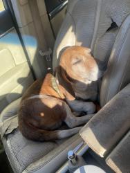 Lost Male Dog last seen Hogan road and Days Gap Road, Falkville, AL 35622