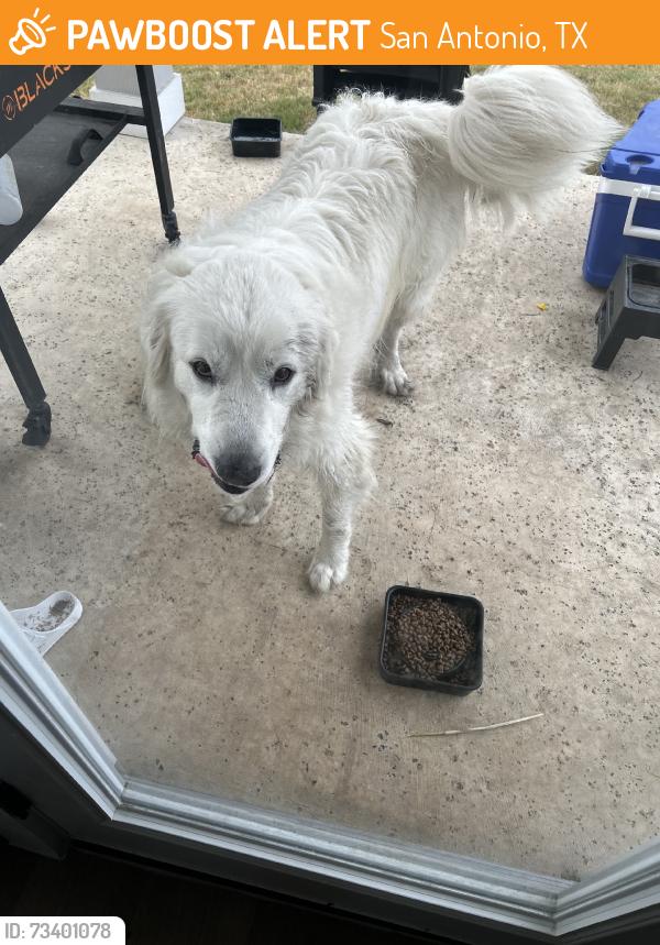 Found/Stray Male Dog last seen Firestone parkway, San Antonio, TX 78244